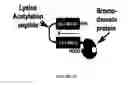 Fig. 37 - Linked peptides fluorogenic biosensors