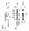 Fig. 06 - Chimeric PCSK9 proteins, cells comprising same, and assays using same