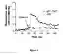 Fig. 07 - METHODS OF SCREENING COMPOUNDS FOR INSECT-CONTROL ACTIVITY INVOLVING THE TYRAMINE RECEPTOR