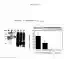 Fig. 04 - NUCLEOTIDE AND PROTEIN SEQUENCE OF MAMMASTATIN AND METHODS OF USE