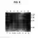 Fig. 09 - NUCLEOTIDE AND PROTEIN SEQUENCE OF MAMMASTATIN AND METHODS OF USE