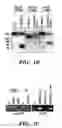 Fig. 03 - METHODS FOR PRODUCTION OF ATRIAL PROGENITORS AND THEIR DIFFERENTIATION INTO SMOOTH MUSCLE CELLS AND CARDIOMYOCYTES