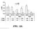 Fig. 06 - METHODS FOR PRODUCTION OF ATRIAL PROGENITORS AND THEIR DIFFERENTIATION INTO SMOOTH MUSCLE CELLS AND CARDIOMYOCYTES