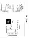 Fig. 08 - METHODS FOR PRODUCTION OF ATRIAL PROGENITORS AND THEIR DIFFERENTIATION INTO SMOOTH MUSCLE CELLS AND CARDIOMYOCYTES
