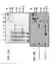 Fig. 03 - IMMUNOGLOBULIN COMPOSITIONS AND METHODS OF PRODUCING SAME