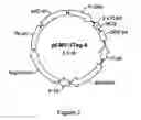 Fig. 03 - ANTIBODIES WITH ENHANCED ADCC FUNCTION