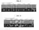Fig. 09 - METHOD OF PREPARING INDUCED PLURIPOTENT STEM CELLS DEPRIVED OF REPROGRAMMING GENE