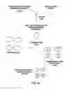 Fig. 06 - Multiple promoter expression cassettes for simultaneous delivery of RNAi agents