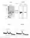 Fig. 20 - CHIMERIC AUTOPROCESSING POLYPEPTIDES AND USES THEREOF