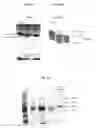 Fig. 25 - CHIMERIC AUTOPROCESSING POLYPEPTIDES AND USES THEREOF
