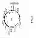 Fig. 03 - Compositions and methods of use for MGD-CSF in disease treatment
