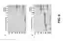 Fig. 06 - Compositions and methods of use for MGD-CSF in disease treatment