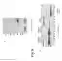 Fig. 08 - Compositions and methods of use for MGD-CSF in disease treatment
