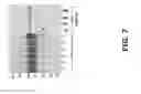 Fig. 09 - Compositions and methods of use for MGD-CSF in disease treatment