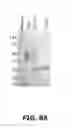 Fig. 10 - Compositions and methods of use for MGD-CSF in disease treatment