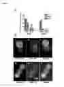 Fig. 13 - Identification and characterization of cancer stem cells and methods of use