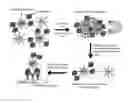 Fig. 01 - System and method for magnetically concentrating and detecting biomarkers
