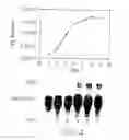 Fig. 09 - Tumor necrosis factor-gamma