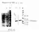 Fig. 10 - Tumor necrosis factor-gamma