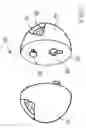 Fig. 06 - Segmented High-Bounce Toy Water Ball