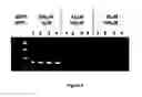 Fig. 04 - ELIMINATION OF CONTAMINANTS ASSOCIATED WITH NUCLEIC ACID AMPLIFICATION