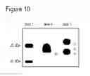 Fig. 14 - Neurturin conjugates for pharmaceutical use
