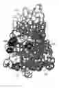 Fig. 01 - IGF-I protein variants for treating IGFBP-1-related disorders