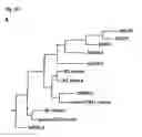 Fig. 05 - HUMAN 3 RELAXIN