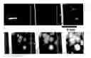 Fig. 01 - Anticoagulant compounds, pharmaceutical compositions on their basis to treat thrombotic conditions, and plasma-substituting solution to correct hypercoagulation defects of hemodilution