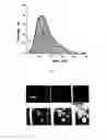Fig. 02 - Anticoagulant compounds, pharmaceutical compositions on their basis to treat thrombotic conditions, and plasma-substituting solution to correct hypercoagulation defects of hemodilution