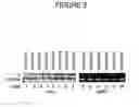 Fig. 06 - Antisense oligonucleotides targeted to the coding region of thymidylate synthase and uses thereof