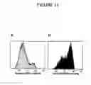 Fig. 12 - Antisense oligonucleotides targeted to the coding region of thymidylate synthase and uses thereof