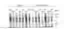 Fig. 01 - Compositions and methods for inhibiting optic nerve damage