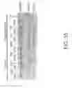 Fig. 11 - Compositions and methods for inhibiting optic nerve damage