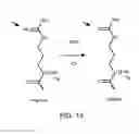 Fig. 14 - Compositions and methods for inhibiting optic nerve damage