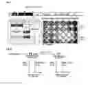 Fig. 07 - Viral Vectors and Methods of Use