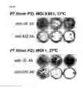 Fig. 09 - Viral Vectors and Methods of Use