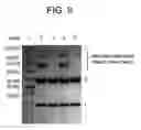 Fig. 09 - Methods for preparation of antibody-maytansinoid conjugates