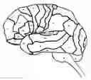 Fig. 01 - Apparatus and method for white-matter-enhancement processing