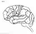Fig. 06 - Apparatus and method for white-matter-enhancement processing