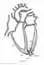 Fig. 07 - TRANSAPICAL HEART PORT