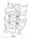 Fig. 09 - Spinal fixation system
