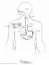 Fig. 05 - Method and Apparatus for Treatment of the Gastrointestinal Tract