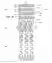Fig. 13 - Ostium support for treating vascular bifurcations