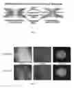 Fig. 03 - Method to build 3D digital models of porous media using transmitted laser scanning confocal mircoscopy and multi-point statistics