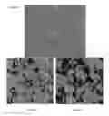 Fig. 08 - Method to build 3D digital models of porous media using transmitted laser scanning confocal mircoscopy and multi-point statistics