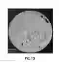 Fig. 09 - Method to quantify discrete pore shapes, volumes, and surface areas using confocal profilometry