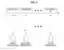 Fig. 03 - Cooperation communication method and system using feedback signal