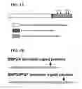 Fig. 02 - Compositions and methods for osteogenic gene therapy