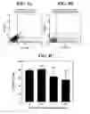 Fig. 06 - Compositions and methods for osteogenic gene therapy